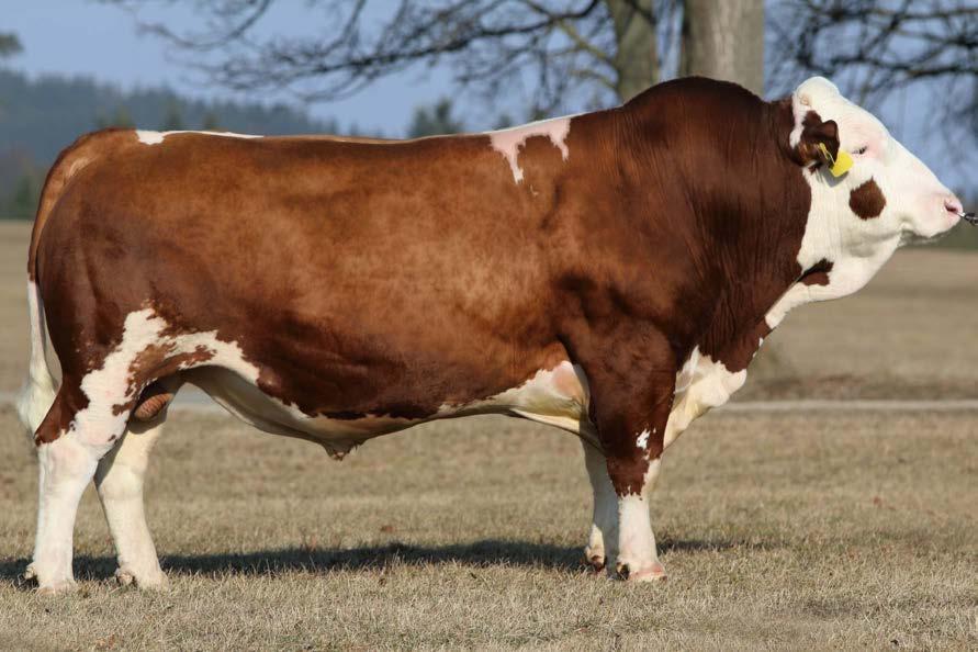 HG-370 LA Landino Wildwest x