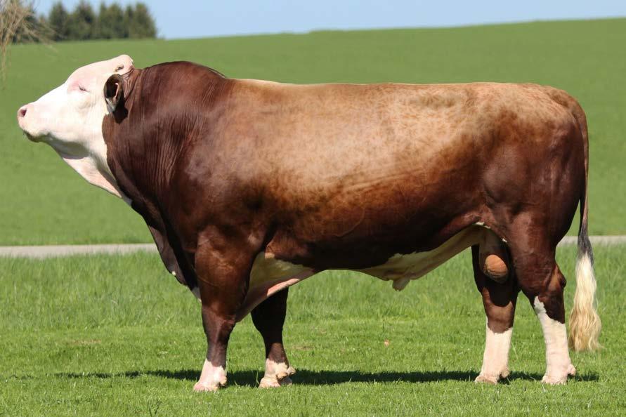 MOR-211 Ikona Manitoba x