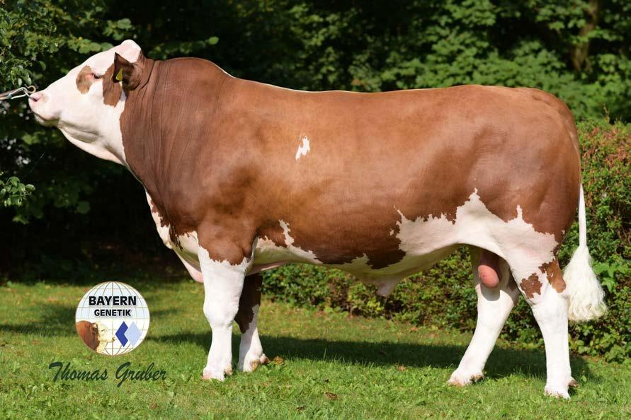 MOR-240 Mahango Pp Mungo x