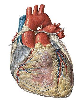 arteriae et venae