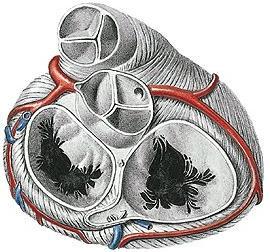 a.coronaria cordis sinistra: r.