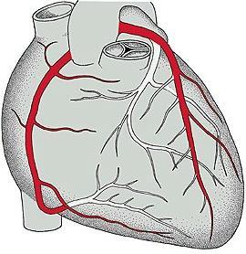 coronaria cordis dextra r.
