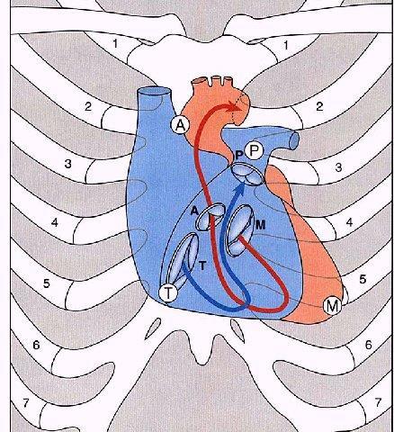 Srdeční chlopně-černá písmena: T=valva tricuspidalis, A=valva aortae M=valva