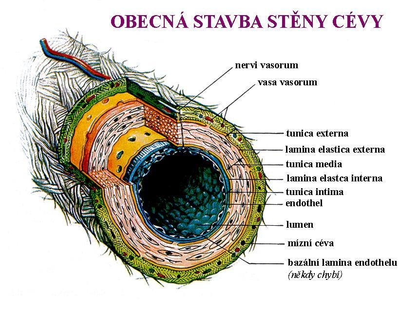tunica intima subedothelová vrstva vaziva membrana elastica interna