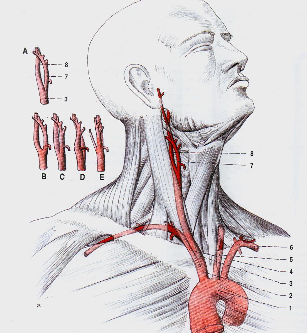a.carotis interna ( 0 větve ) a.