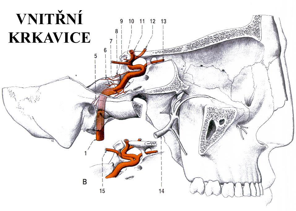 A. CAROTIS INTERNA - hlavně zásobení mozku canalis caroticus karotický