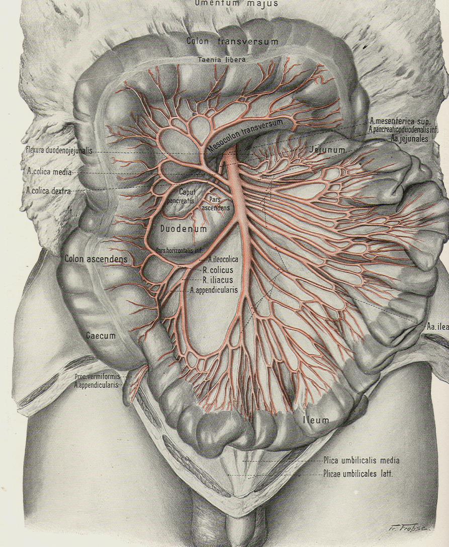 a. mesenterica superior a.