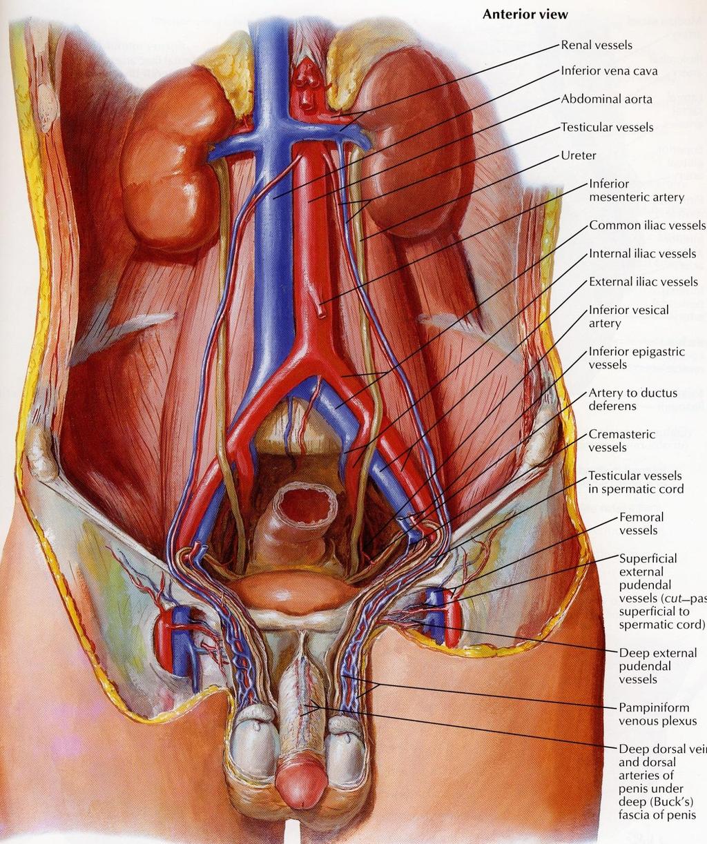 aorta abdominalis a.mesenterica inferior bifurkace aorty a.