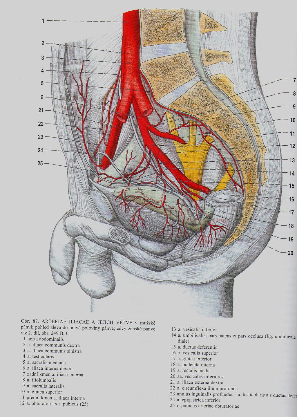 a.iliaca interna větve parietální - stěna malé pánve