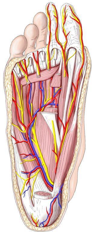 anterior a.