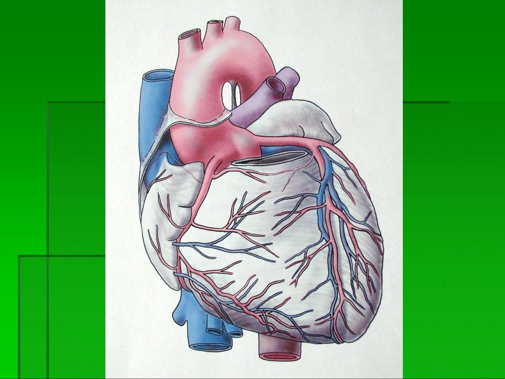 1. v.cava inferior 2. apex cordis3. venae pulmonales 4.v.cava superior 5.