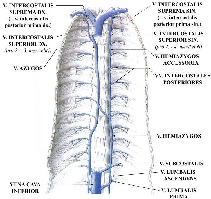 Systém veny azygos v.
