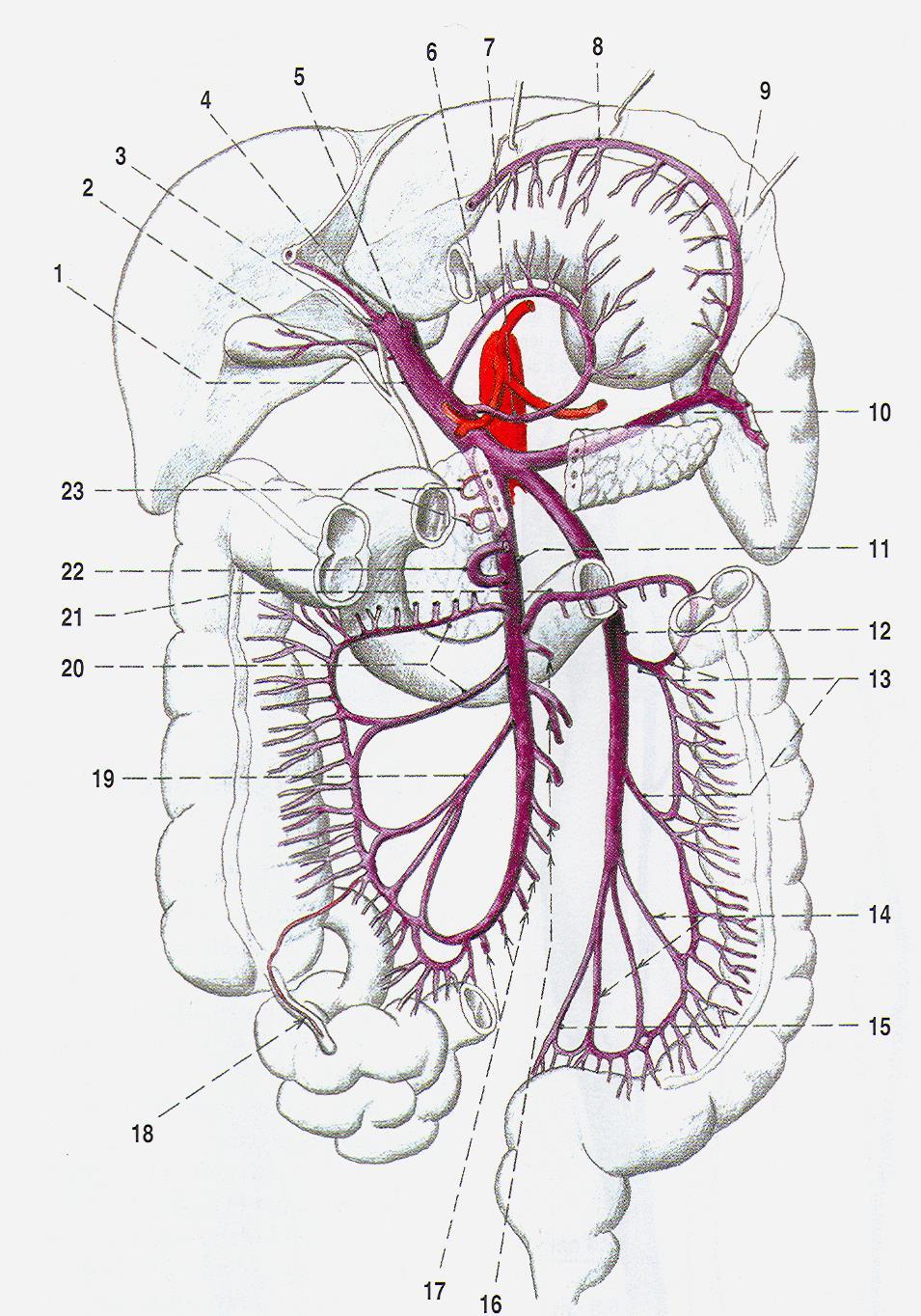 V. PORTAE vv.gastricae v.