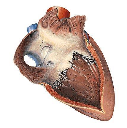 Atrium dextrum et ventriculus dexter pars trabecularis 1.v.cava superior, 2.fossa ovalis, 3.v.cava inferior, 4.