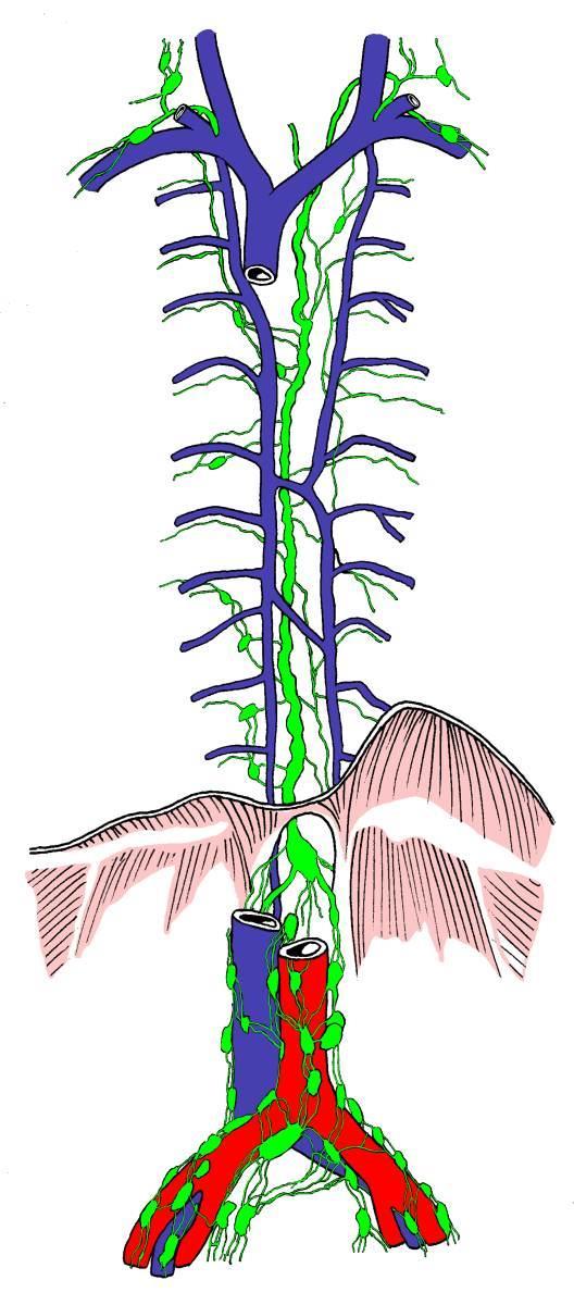 Truncus lymphaticus dexter 2 hlavní mízovody (nepravidelné dělení těla) Hrudní mízovod - ductus thoracicus vzniká pokračováním z cisterna chyli, která leží pod bránicí.