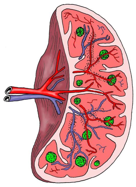 diaphragmatica visceralis (renalis, gastrica, colica, pancreatica)