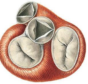 SRDEČNÍ SKELET Poloměsíčité chlopně Valva trunci
