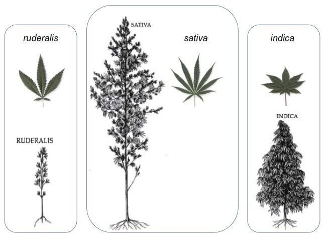 (Cannabis sativa), konopí indické (Cannabis indica) a konopí rumištní (Cannabis ruderalis).
