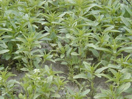 Olejnička se vyznačuje krátkou vegetační dobou, která podle klimatických podmínek kolísá od 65 do 92 dnů. U nás dozrává asi po třech měsících (STRAŠIL, 2000). Na teplo a kvalitu půdy není náročná.