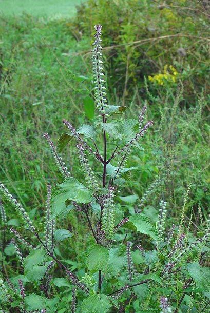 Perila (Perilla frutescens L.