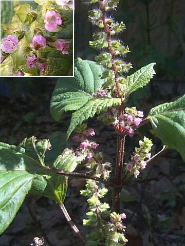 macrostachya, Perilla arguta, Perilla nankinensis, Mentha reticulosa, Perilla cavaleriei, Perilla avium, Perilla citriodora, Perilla hirtella, Perilla crispa, Perilla acuta, Perilla shimadai, Perilla