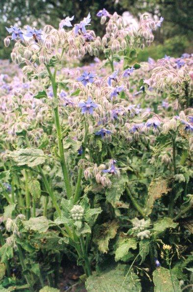 ad b) Brutnák lékařský (Borago officinalis L.) Brutnák lékařský je léčivá rostlina patřící do čeledi brutnákovitých (Boraginaceae). Dorůstá výšky až 8O cm.