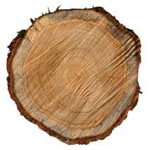 timber >> 5.