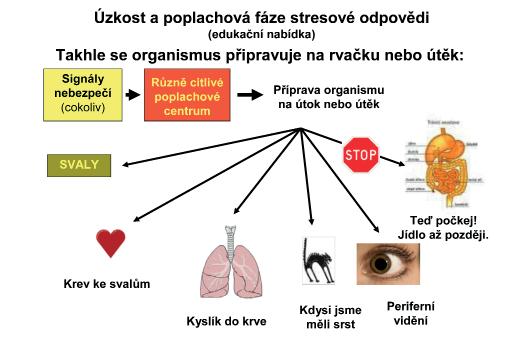 24 ODBORNÝ ČLÁNEK Jak se dívat na psychosomatickou medicínu MUDr. Radkin Honzák, CSc. Ústav všeobecného lékařství 1.