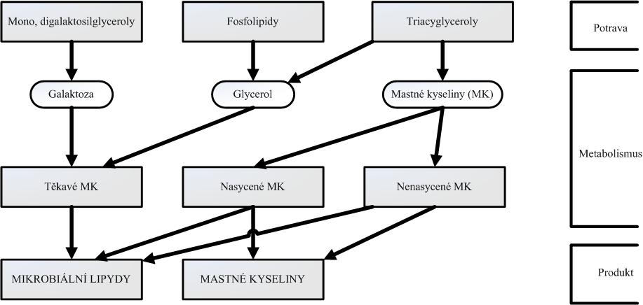 tak, ţe jsou hydrolyzovány enzymy mikroflóry a uvolněné mastné kyseliny jsou redukovány na nasycené a nenasycené monoenové mastné kyseliny (Tab. L1).