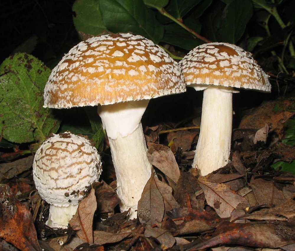 Otrava muchomůrkou tygrovanou(amanita pantherina) 7/2012 Žena, nar.