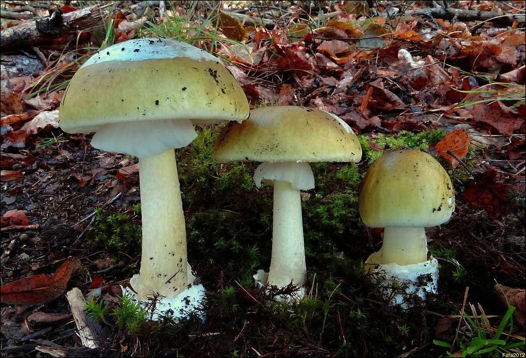 Otrava muchomůrkou zelenou (Amanita phaloides) 9/2013 Muž, nar. 1944 Akutní poškození jater a ledvin Jen podezření na otravu A. ph., není dodatečný průkaz JIP GMK, 6 dnů, překlad do městské nemocnice NB AST 22,4 47,7.