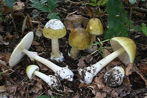 Otrava muchomůrkou zelenou (Amanita phalo