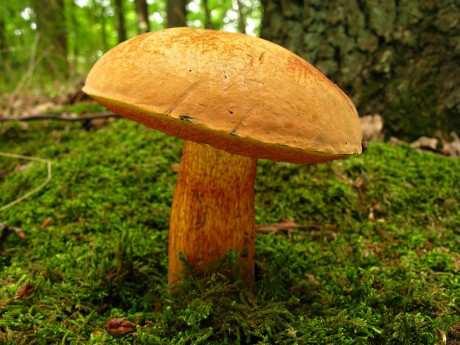 Otrava hřibem kolodějem (Boletus luridus) 2 případy v 10/2012 a 9/2014 Muž nar. 1948 a žena nar.