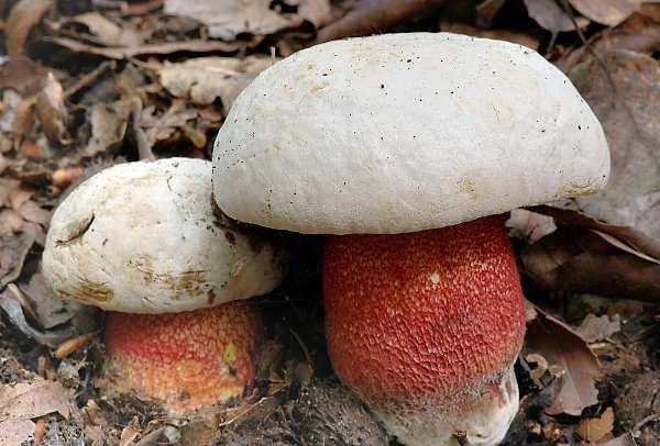 Otrava hřibem nachovým (Boletus rhodoxanthus) 7/2013 Dívka, nar.