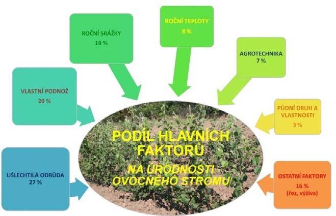 (PROCHÁZKA a kol., 1998). Z pohledu kvantitativních a kvalitativních znaků působí podnož hlavně na některé vlastnosti plodů (velikost plodů, obsahové látky, např. vit. C a cukry, plodnost apod.). Dále je podnožemi ovlivňován zejména růst naštěpované odrůdy a délka života stromu.