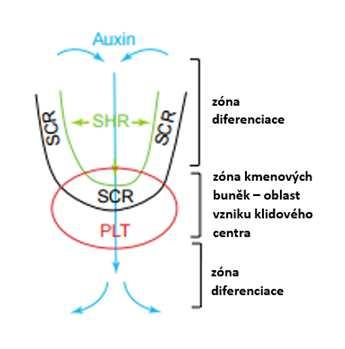 Obr. č. 3 - Protein SHR je produkován v centrálním válci a poté přenášen (zelené šipky) do sousedních buněk, kde aktivuje produkci SCR.