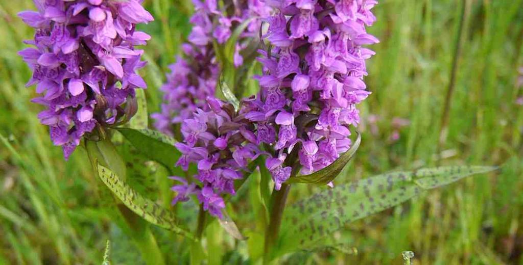 Přírodní památka Křtinský lom je bohatá i na další ohrožené druhy orchidejí, především