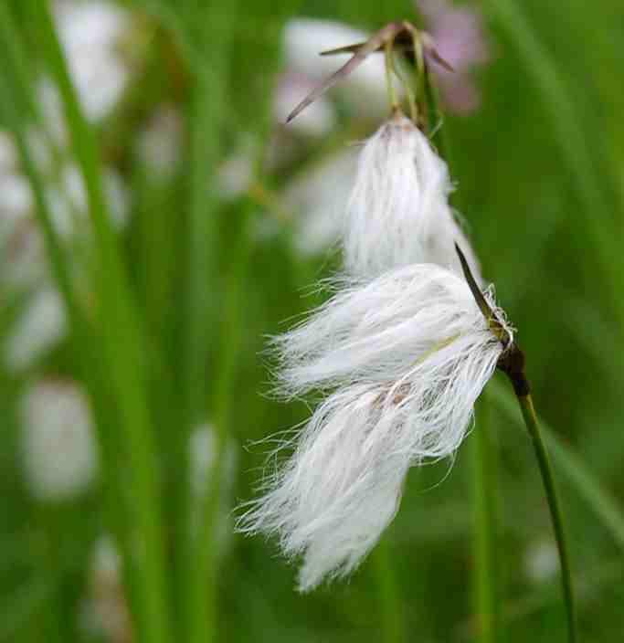 (Eriophorum angustifolium).