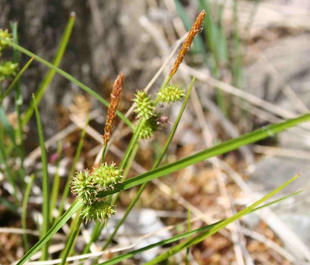 V Křtinském lomu se vyskytuje vzácná ostřice pozdní (Carex viridula),