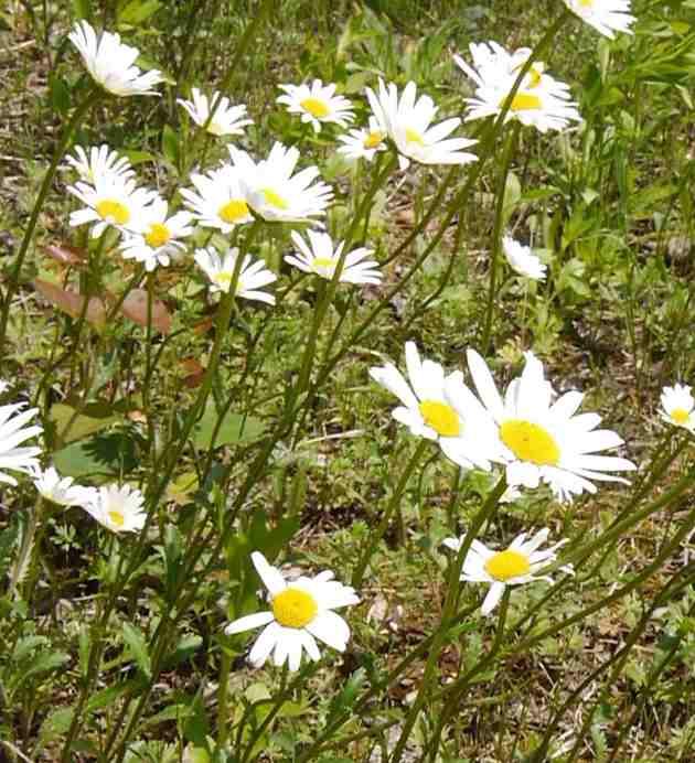 (Saxifraga granulata) a kopretina bílá (Leucanthemum