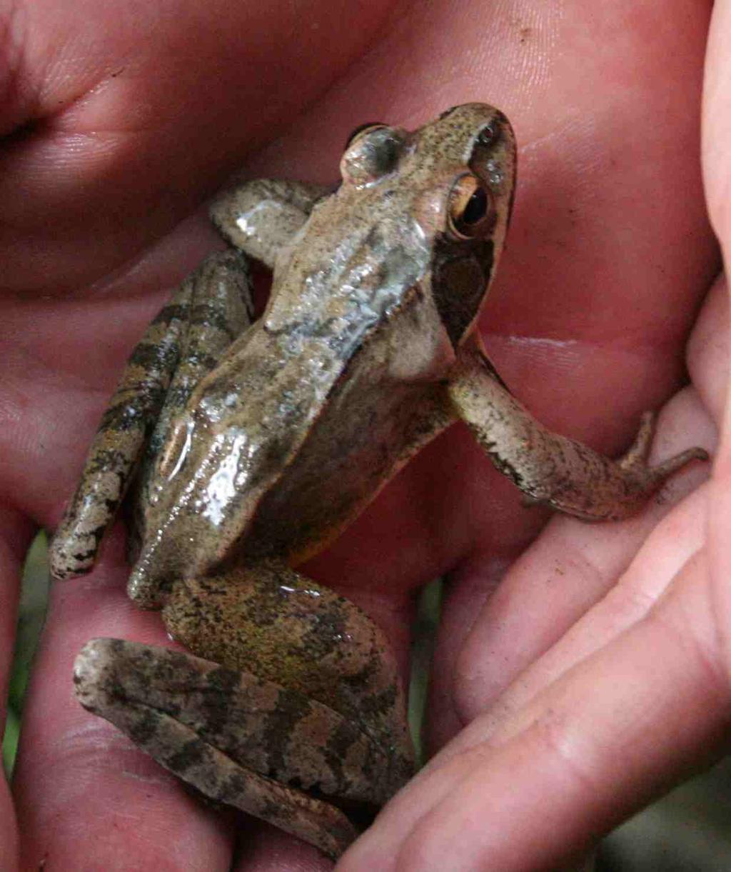 V lomu se rozmnožují především obojživelníci. Rosnička zelená (Hyla arborea) je naše stromová žába, odkud po většinu léta můžeme slyšet její slabé kuňkání.