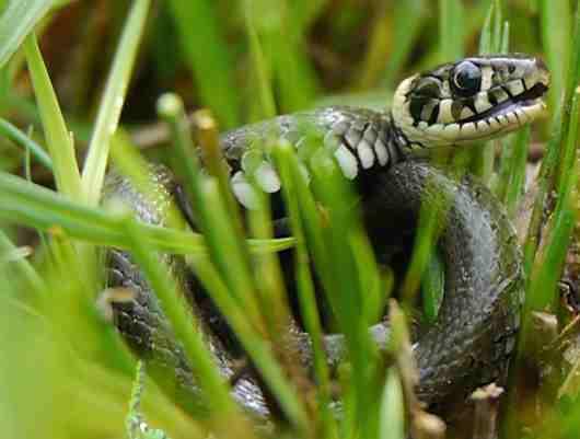 V lomu byla několikrát pozorována užovka obojková (Natrix natrix), která