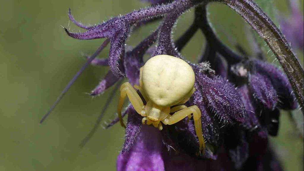 quadrimaculata).