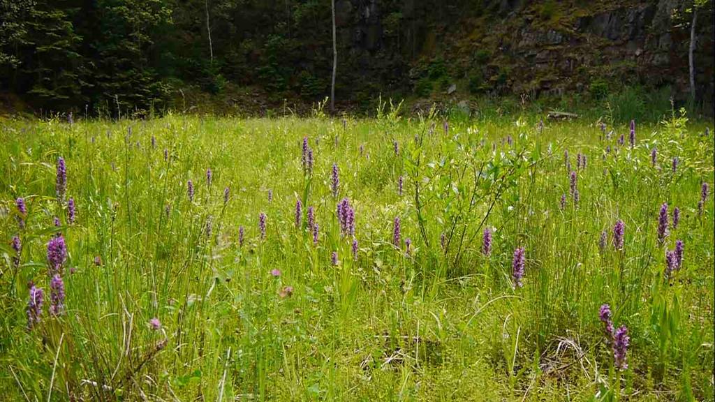 Jarní záplava orchidejí Silně ohrožený druh prstnatec pleťový