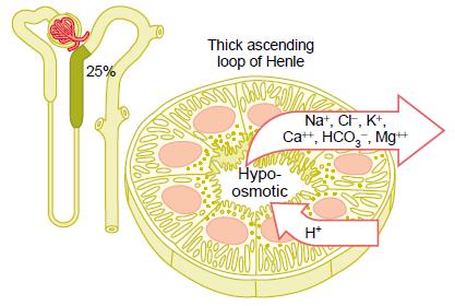 Protiproudový systém ledvin Vznik hyperosmolarity dřeně role Henleovy kličky 1)