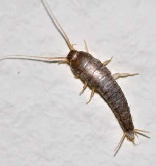 Spousta Silverfish datovania stránky