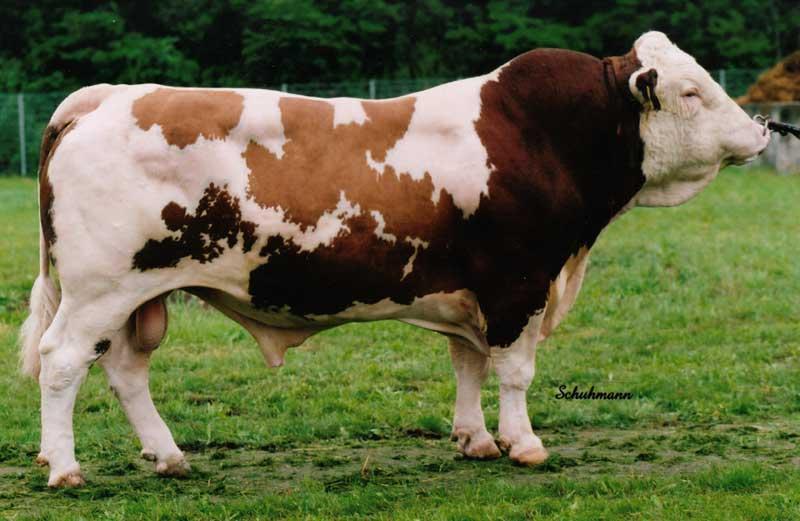 Plemenný býk (ALTAI BJ-181;