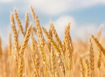 Pšenica letná, forma ozimná LENNOX flexibilná a plastická presievková odroda, veľmi vysoká úroda, E kvalita veľmi dobrá odolnosť proti poliehaniu, výborný zdravotný stav veľmi stabilné číslo poklesu