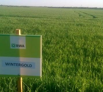 ĽUBICA JÁNOŠOVÁ agronómka PD Kozárovce Tvrdú ozimnú pšenicu WINTERGOLD pestujeme tretím rokom. Prvýkrát sme ju videli na dni poľa spol.