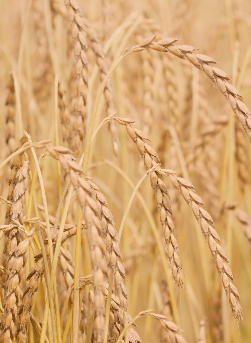 NETRADIČNÉ OBILNINY PONUKA RWA Pšenica špaldová Triticum spelta L. Netradičné, starodávne, druhy obilnín získavajú v súčasnosti stále viac na popularite.